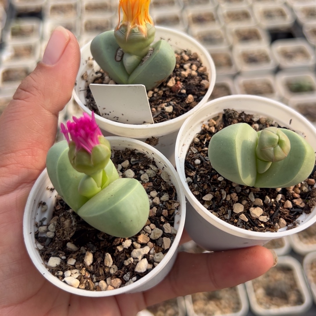 054多肉植物种类多样