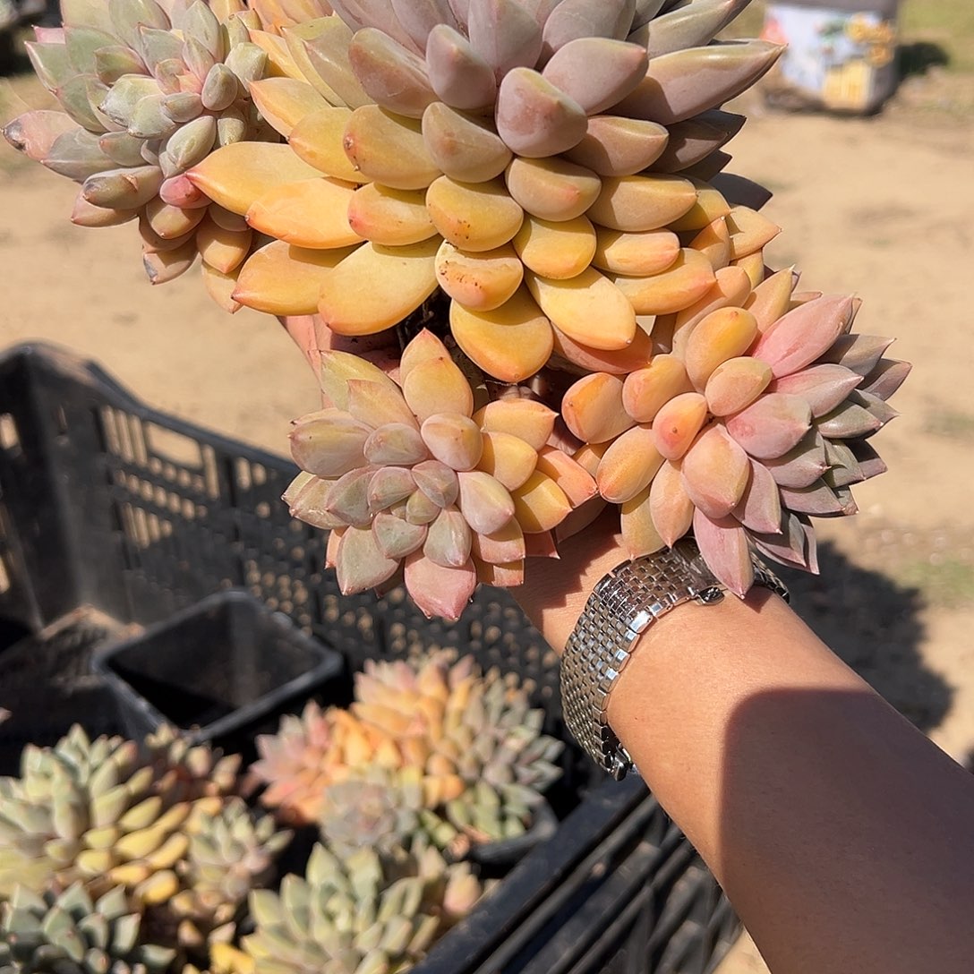 模特象牙多肉。    