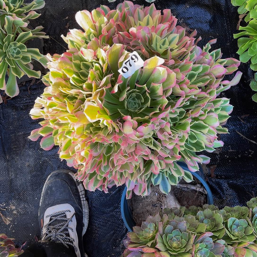 白凤法师多肉1-21