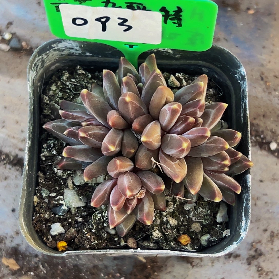 桔云多肉美人精品系列