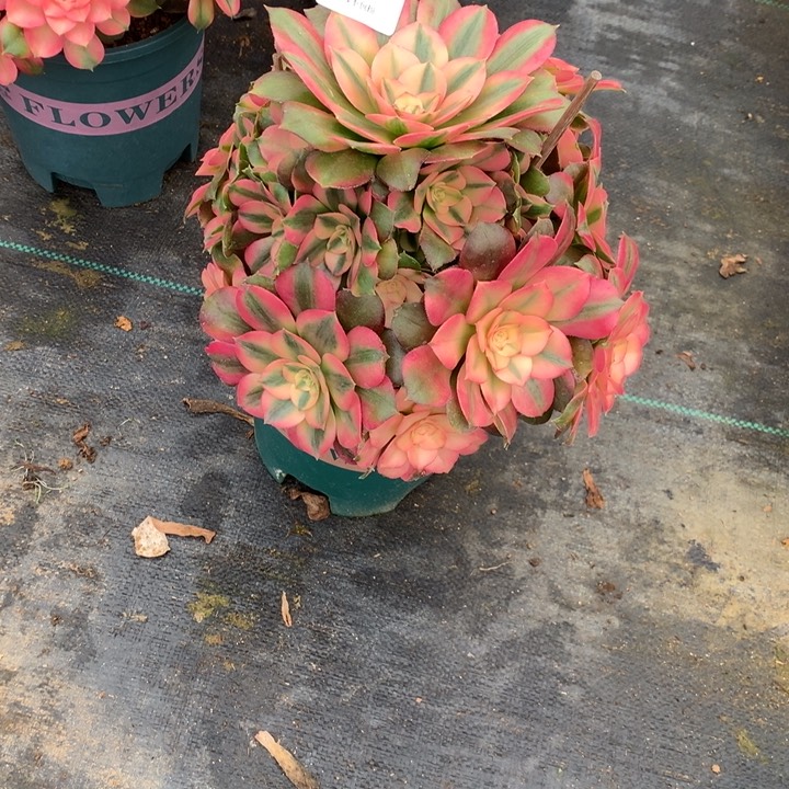 205香妃多肉植物