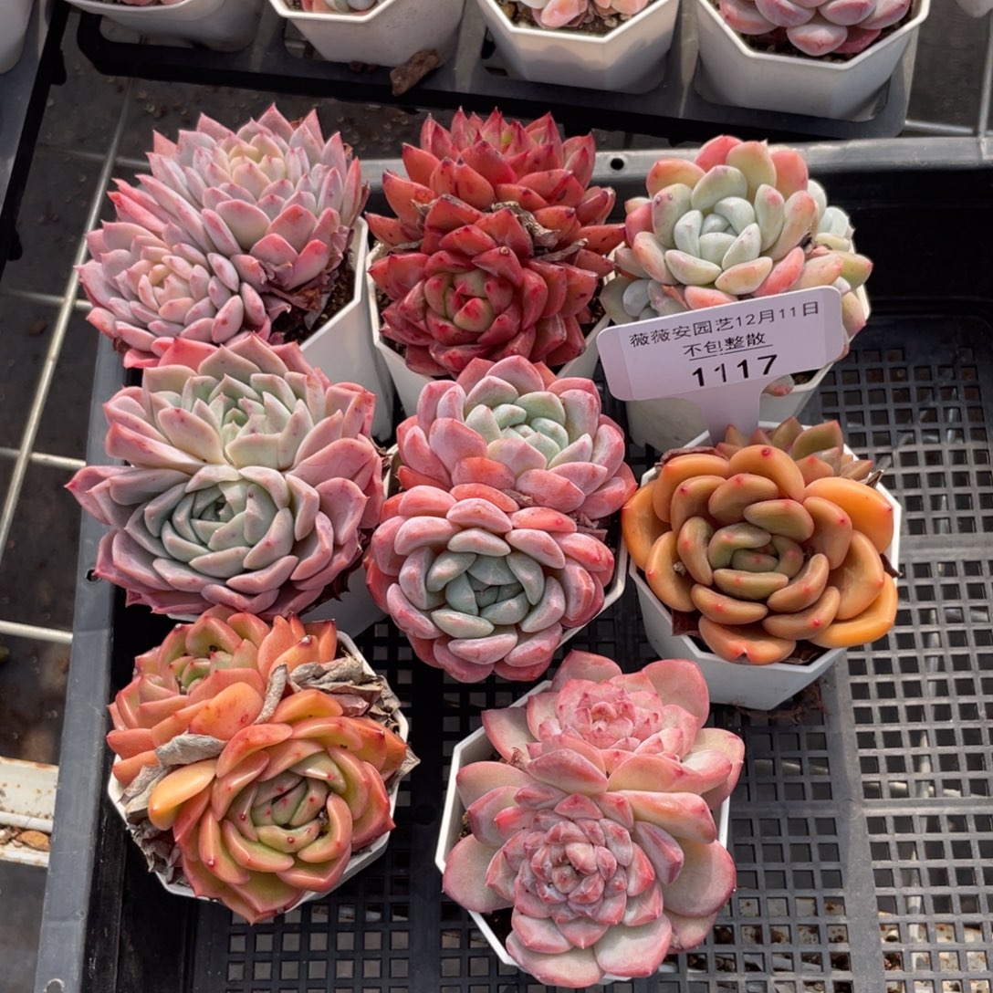 不包整散 盆子不售后1117