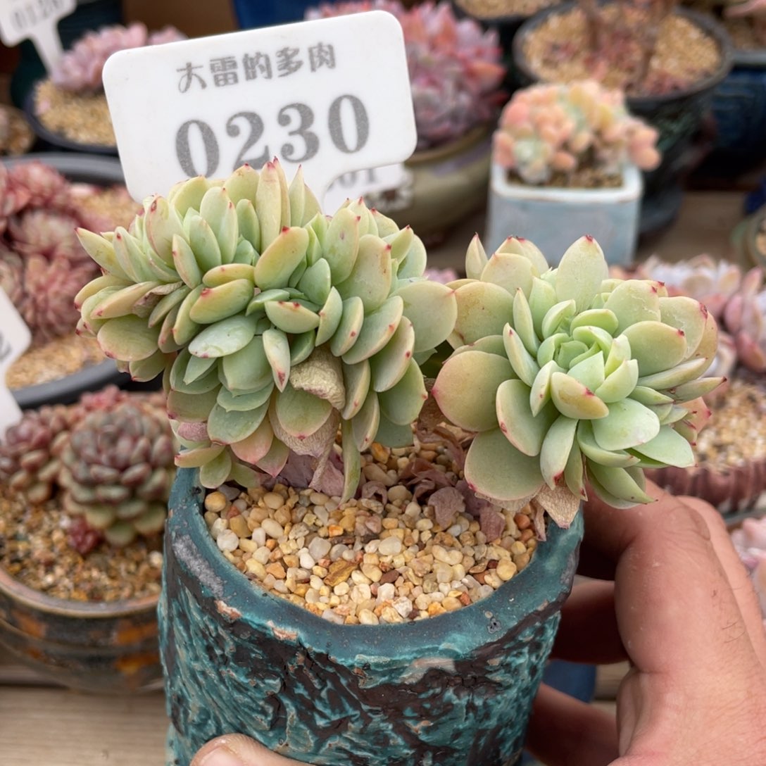 0230碧桃缀不带盆10厘米