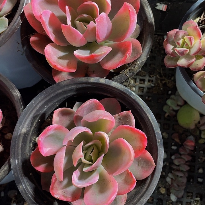 粉色维拉锦9.9带盆