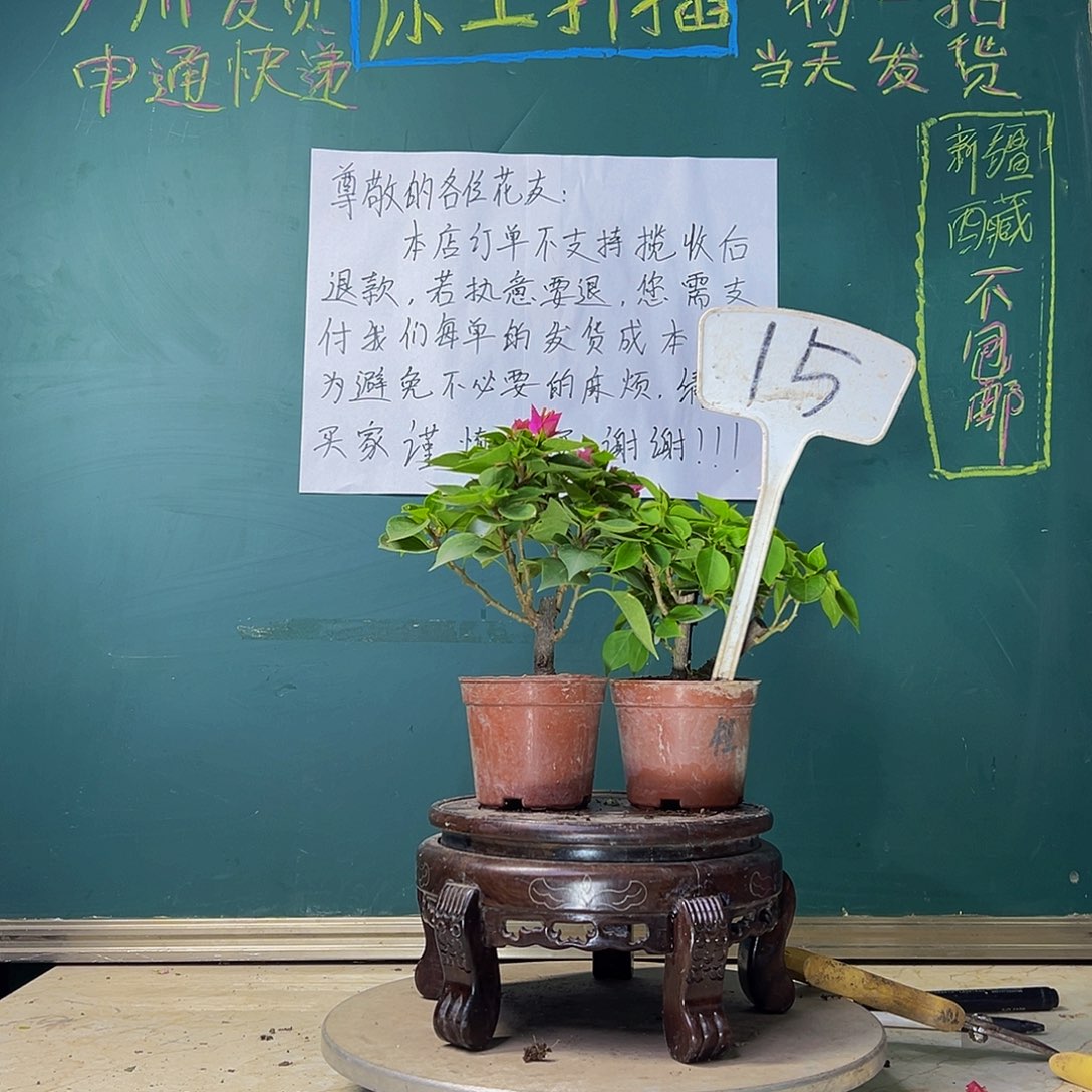 当前无花栽培后可以开花塔橙掌中宝 塔紫掌中宝 15