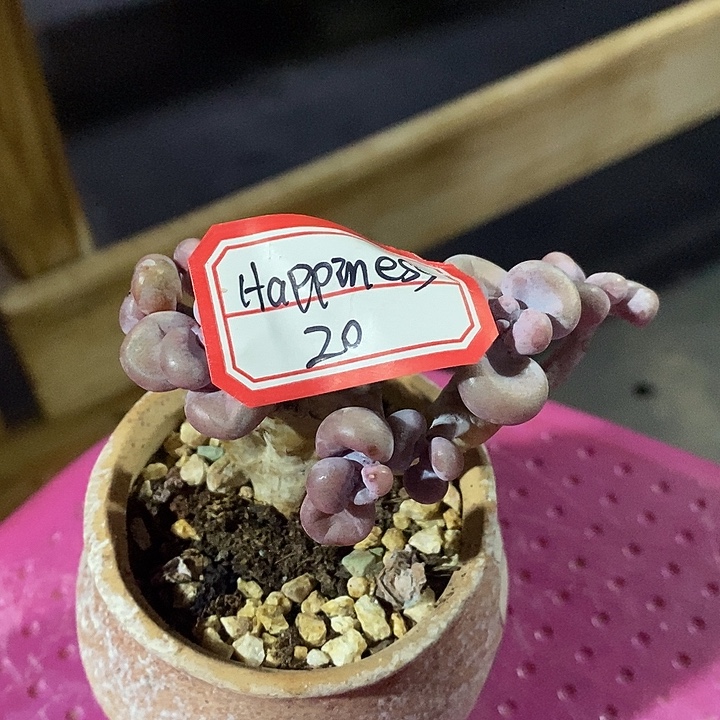 —***^胭脂精品多肉桃蛋