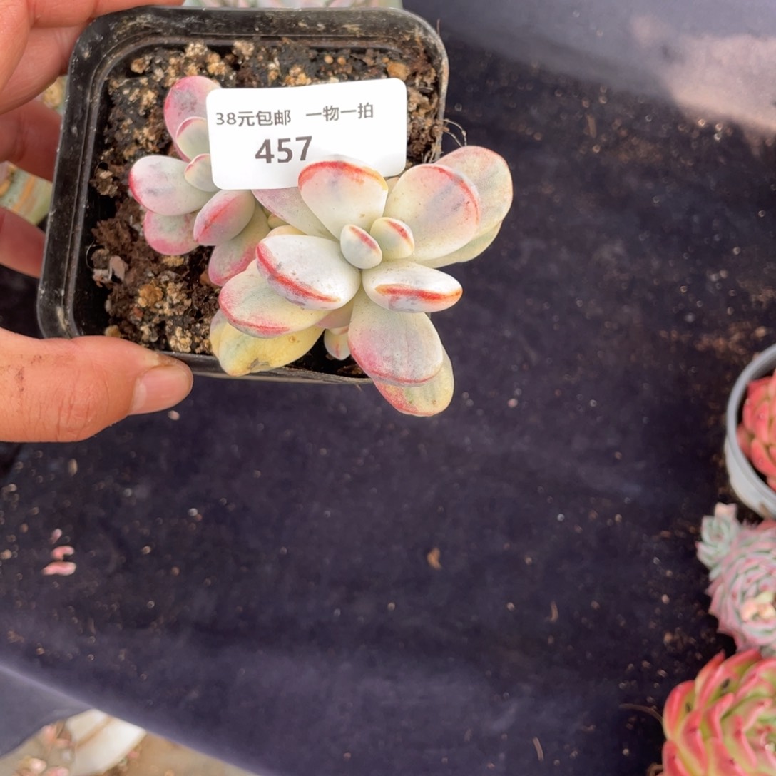 457乒乓福娘锦多肉植物