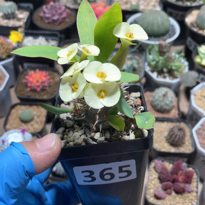 365美花恋珠大戟