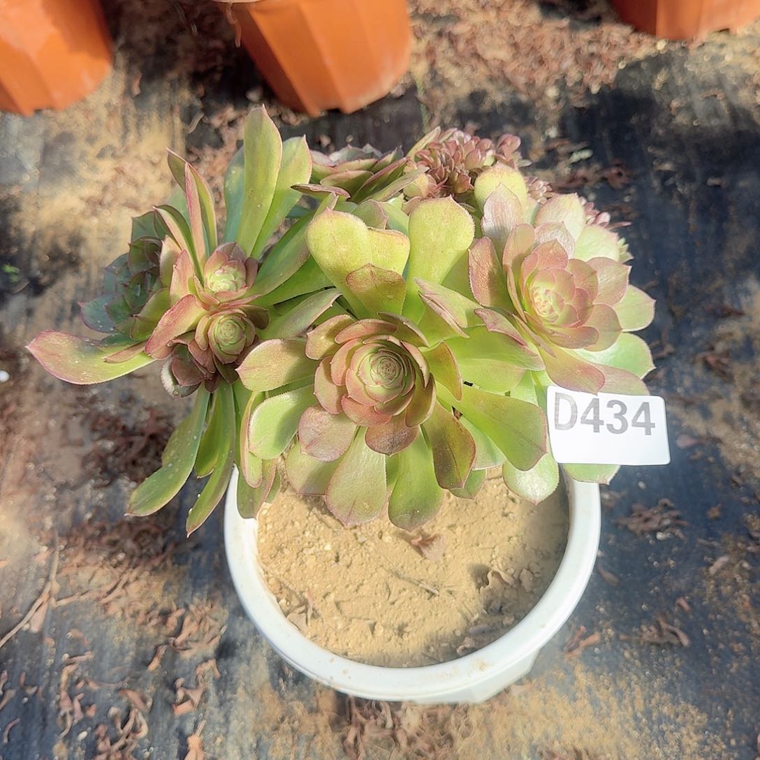 434万缀满28包邮