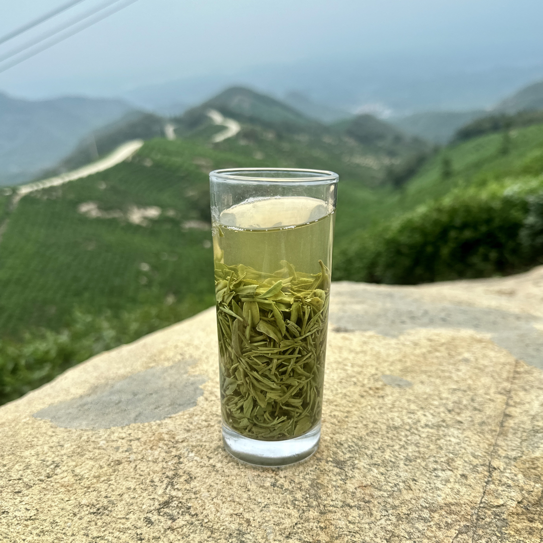 【白龙潭雨前早期楼头】信阳毛尖