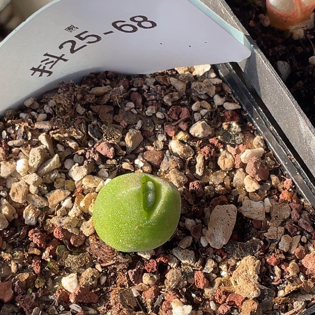 黄***325-68肉锥多肉植物