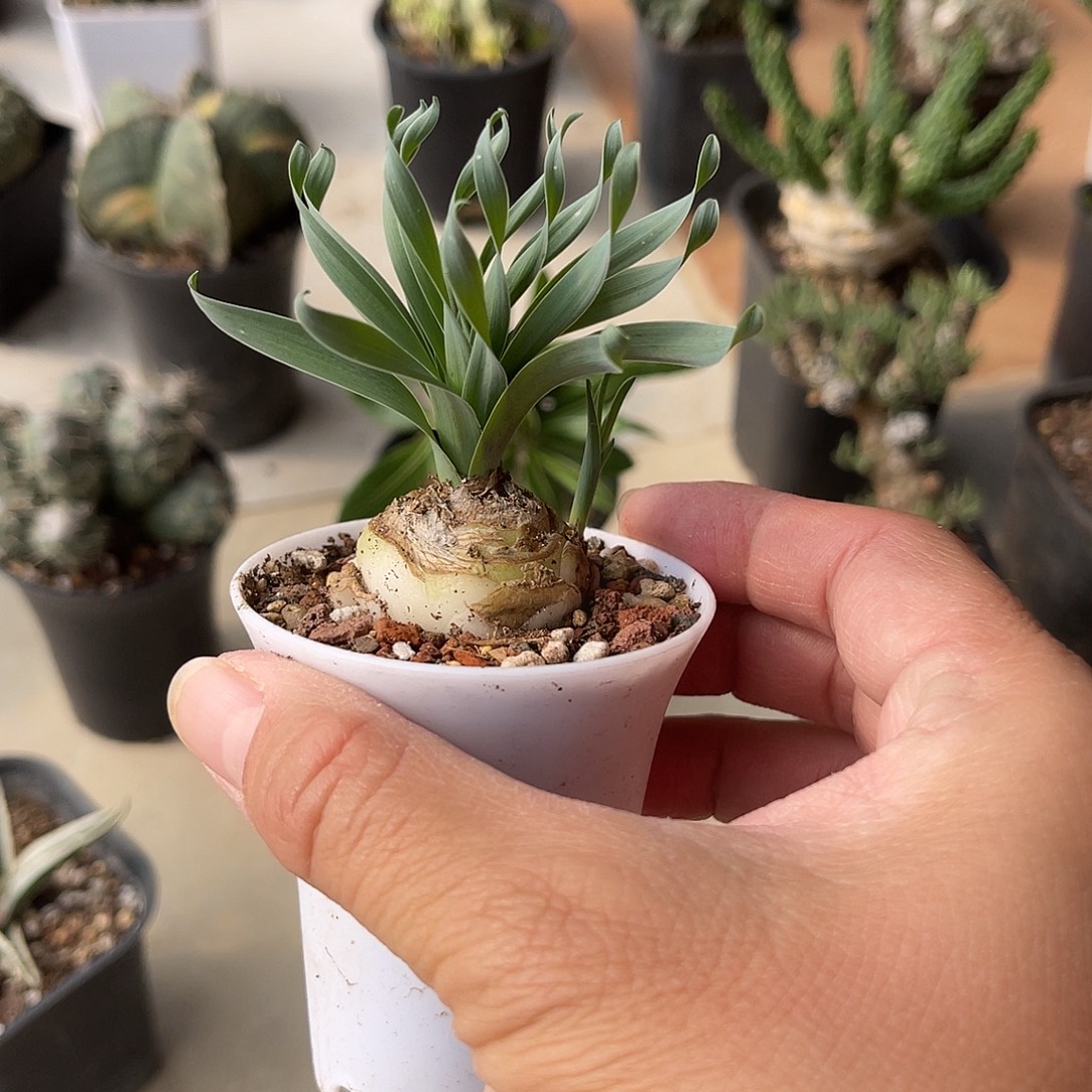 实生宽叶弹簧草块根一物一拍