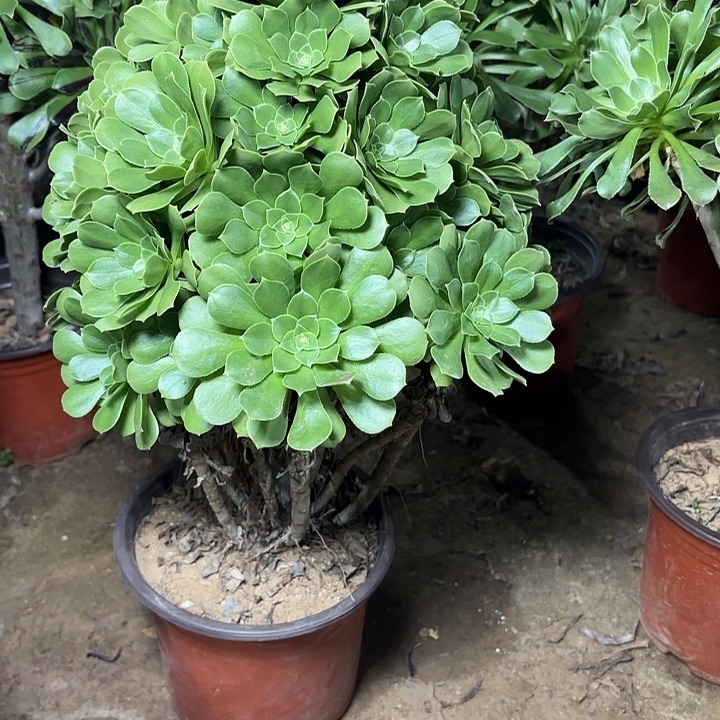 多肉植物绿羊绒08