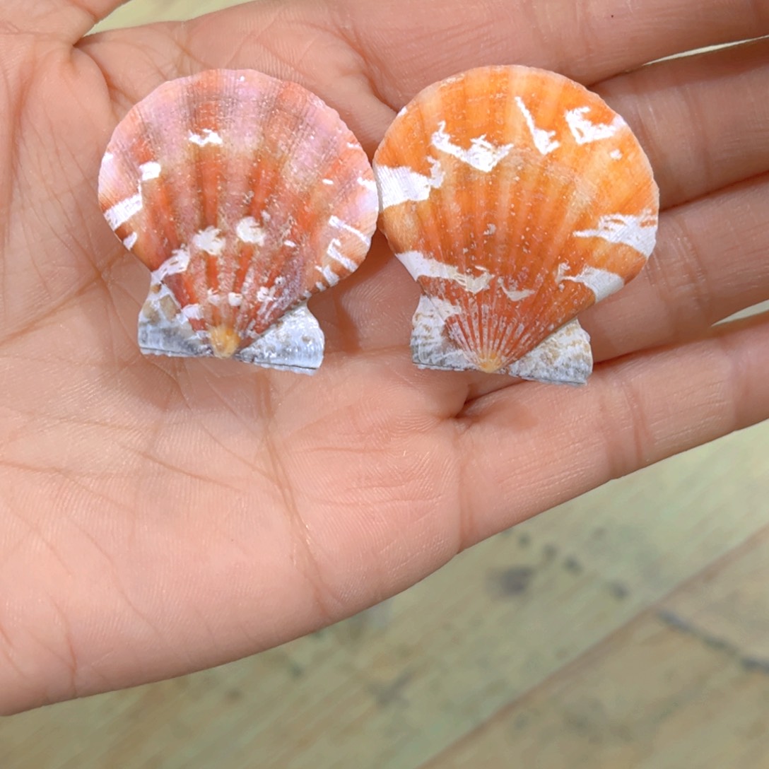 大理石磁石咖*茶天然贝壳海螺批发零售