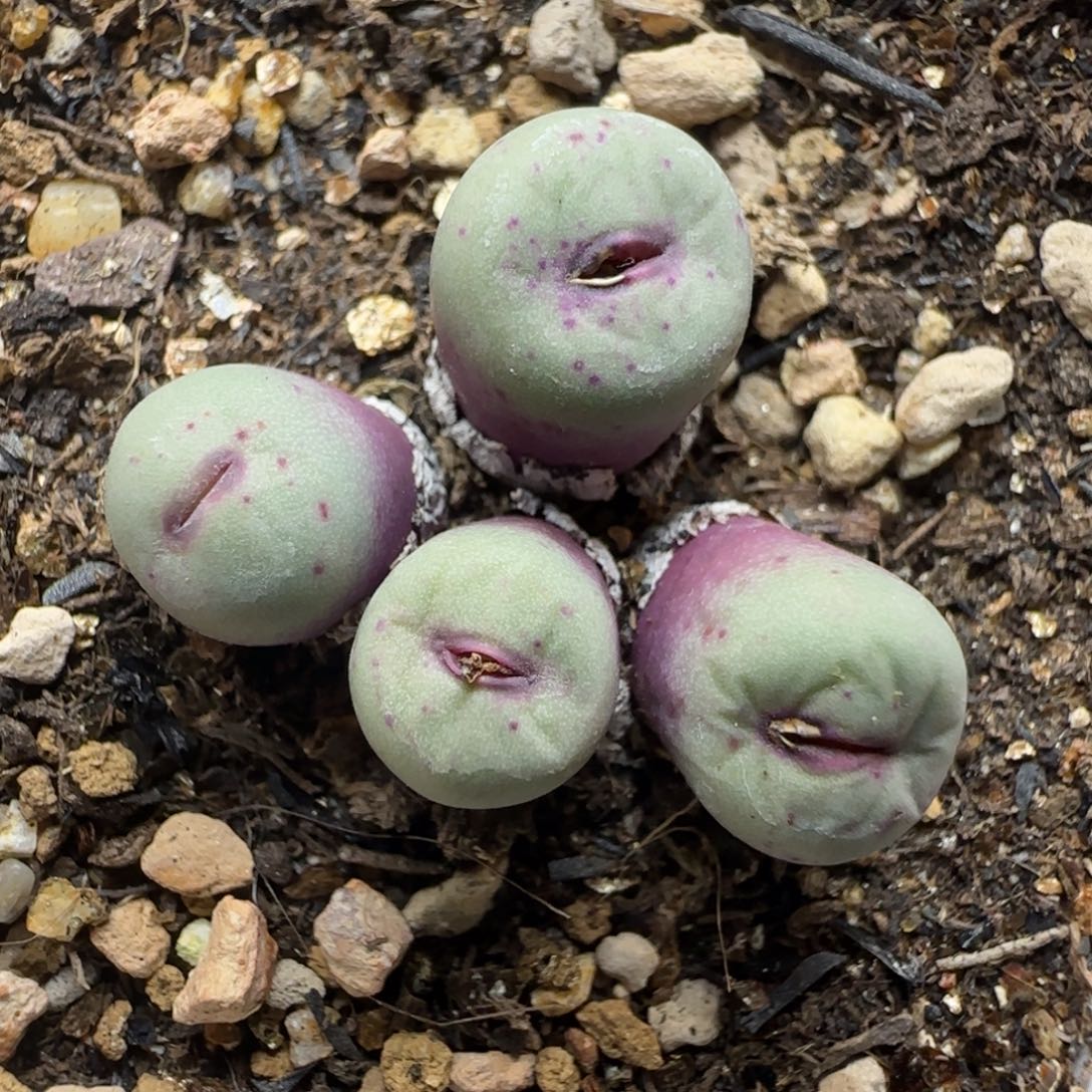 多肉植物嘟嘟嘴96号