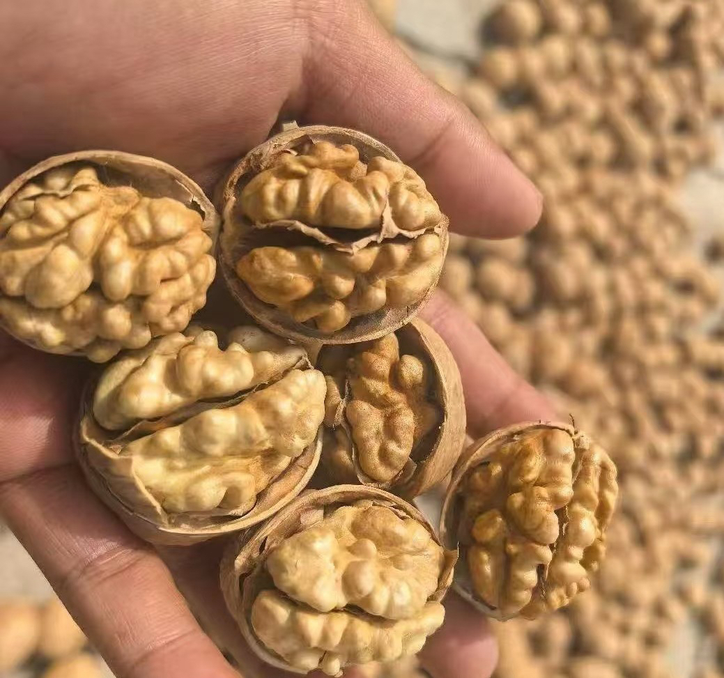 2025年正宗新疆纸皮核桃原味树上吊干皮薄手剥即开原生态产
