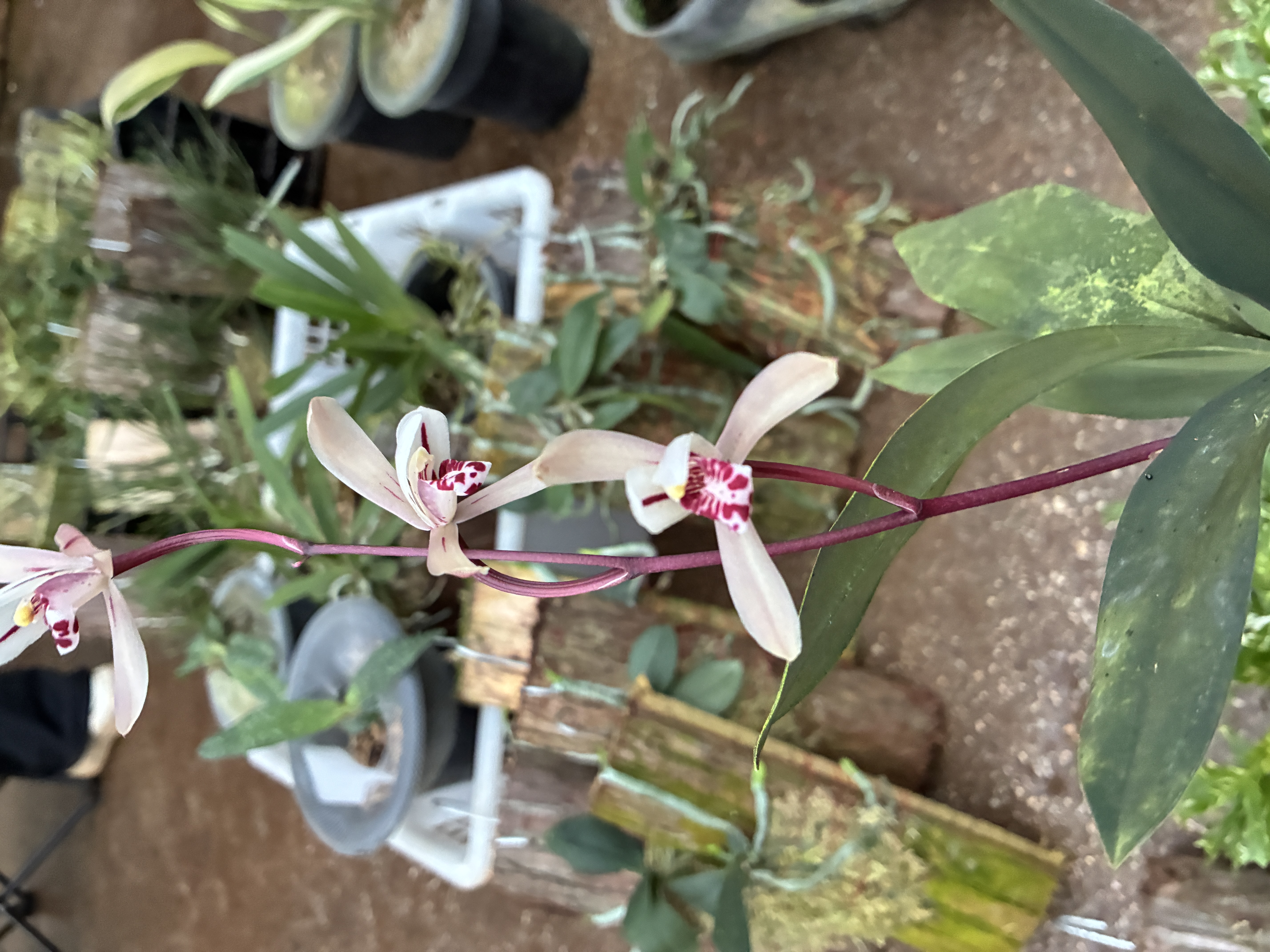 兔耳兰花卉盆景好种好养