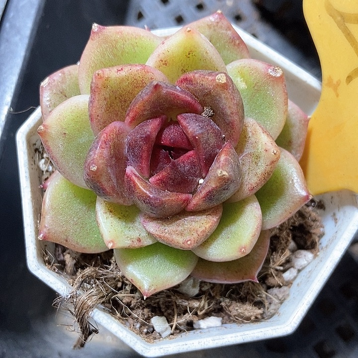 多肉植物2106多肉