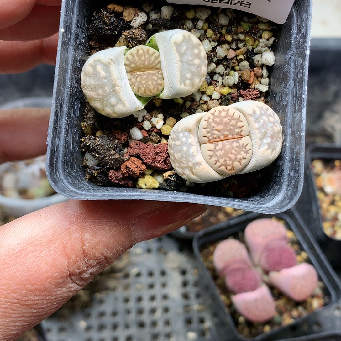 W433多肉植物保护研究所