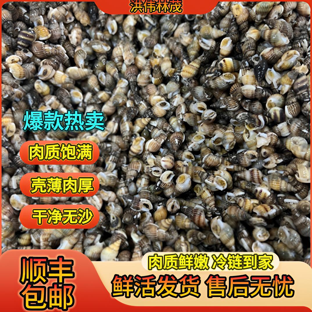 【大中号】鲜活海锥锥瓜子螺 顺丰包邮 嫌小介意勿拍 保鲜保活