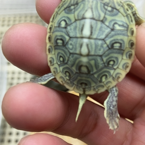 绿毛龟母888888888888