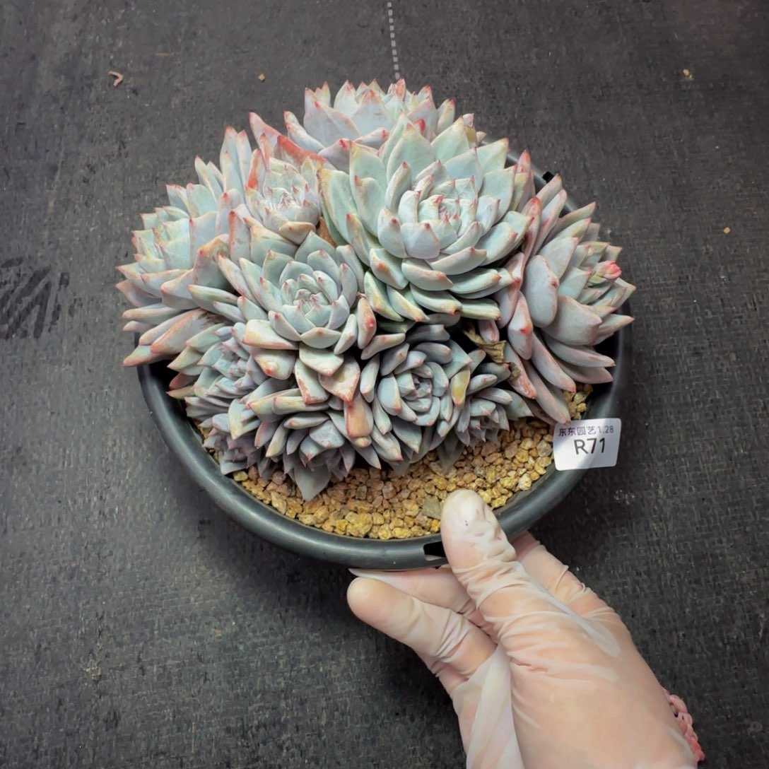 r r r r r r r r r 71