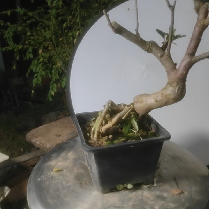 *****完全开放海棠依旧盆景