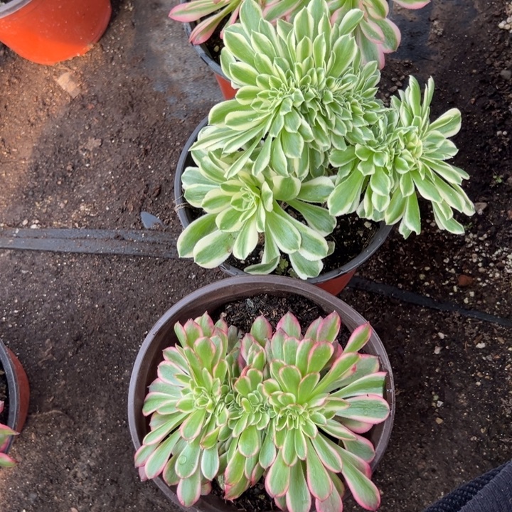 多肉植物3颗缀不售后