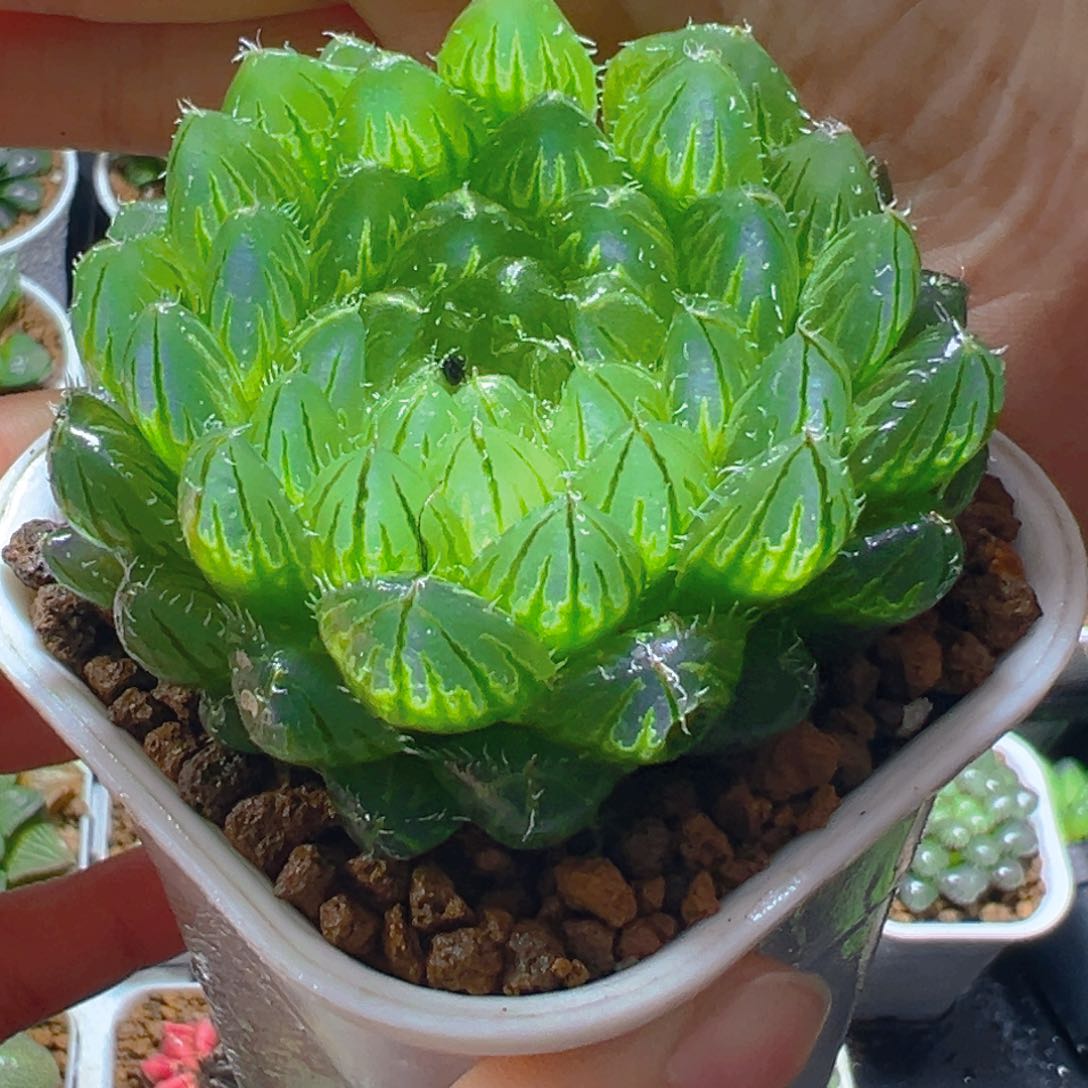 翠云玉露多肉多肉多肉