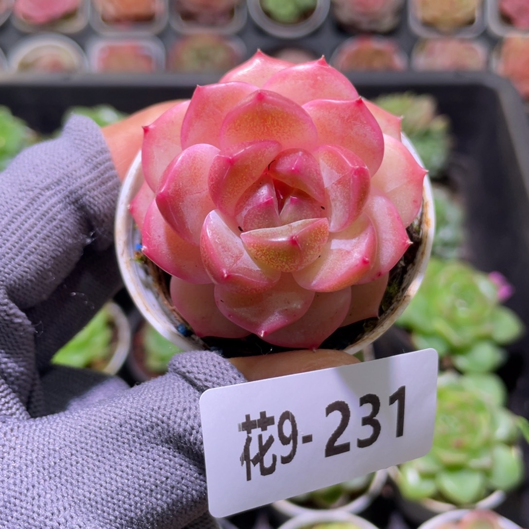 花利美9-231福利珍妮