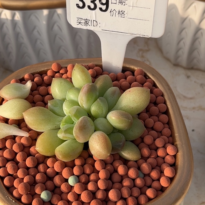 酷克多肉植物四头339