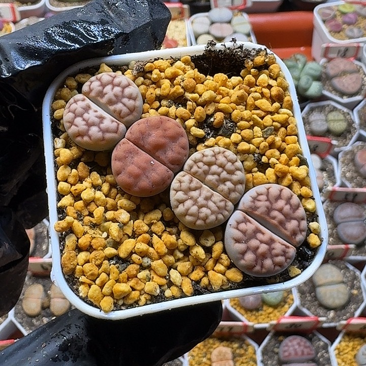 瑶***瑶生石花3:：：：。 95号