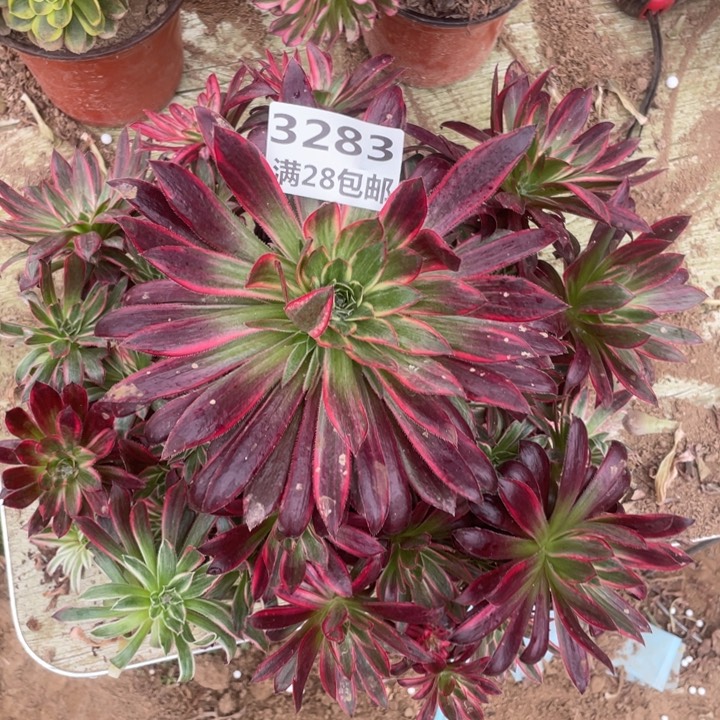 3283二号棚孔雀多肉植物A