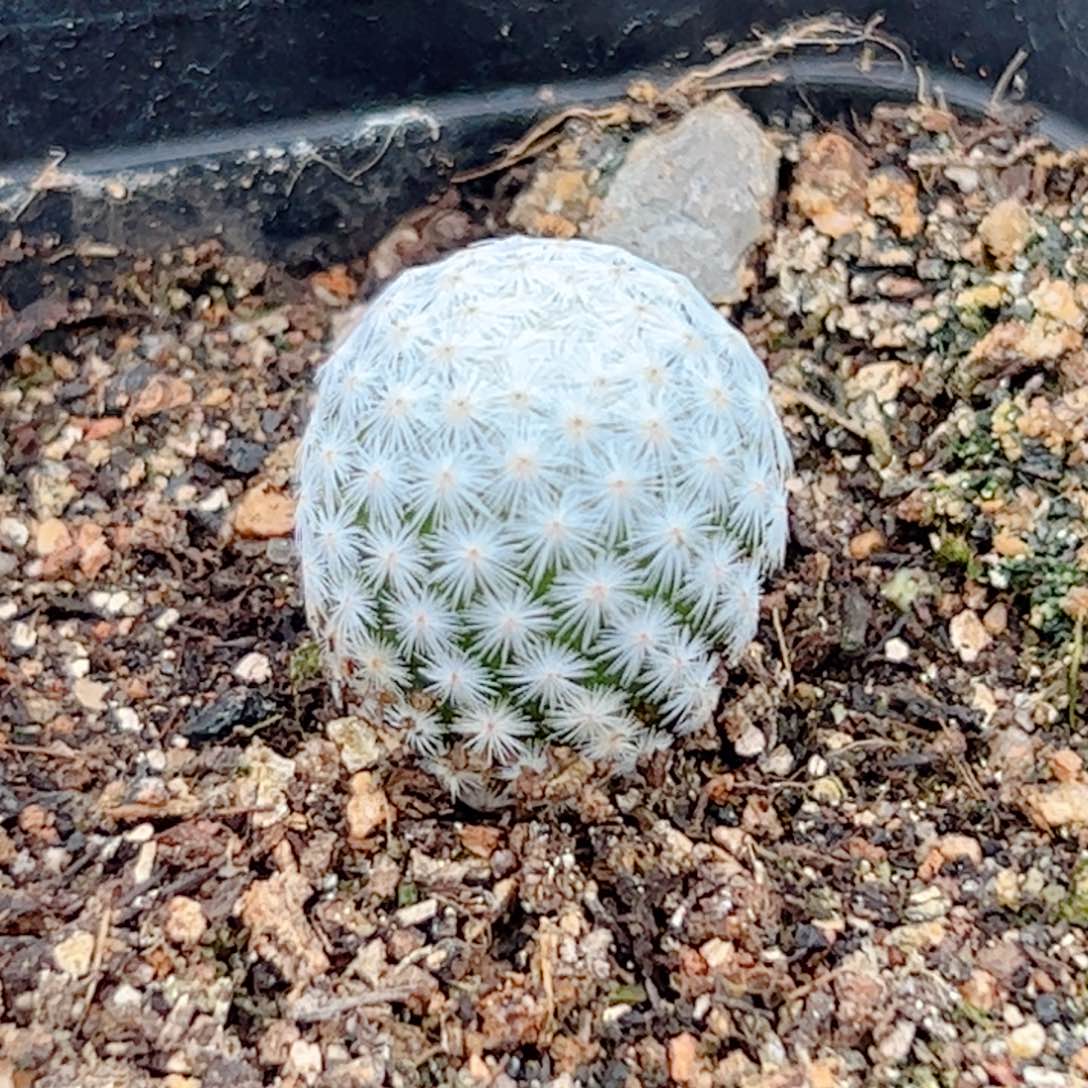 实生 白鸟仙人球