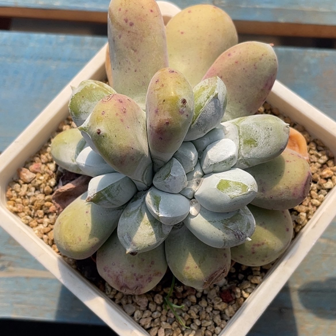 【闪购商品】花朵红拇指3头带盆