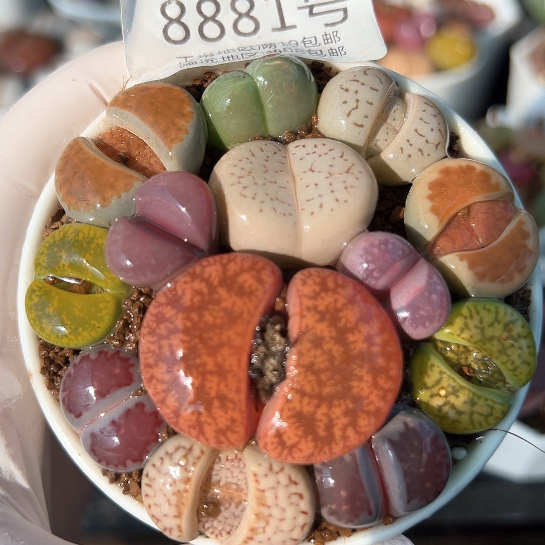 好养易活生石花大母本8881