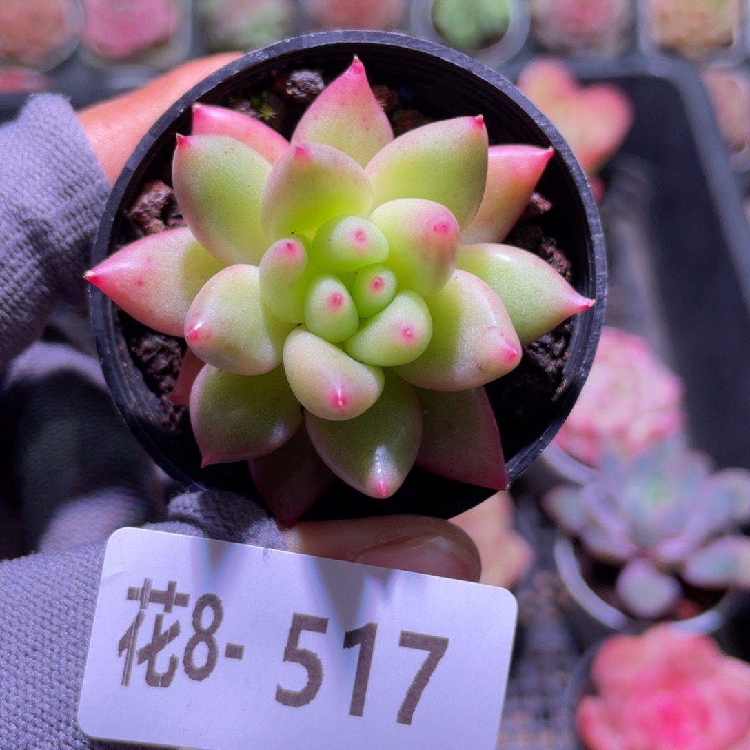 花利美8-517流星  