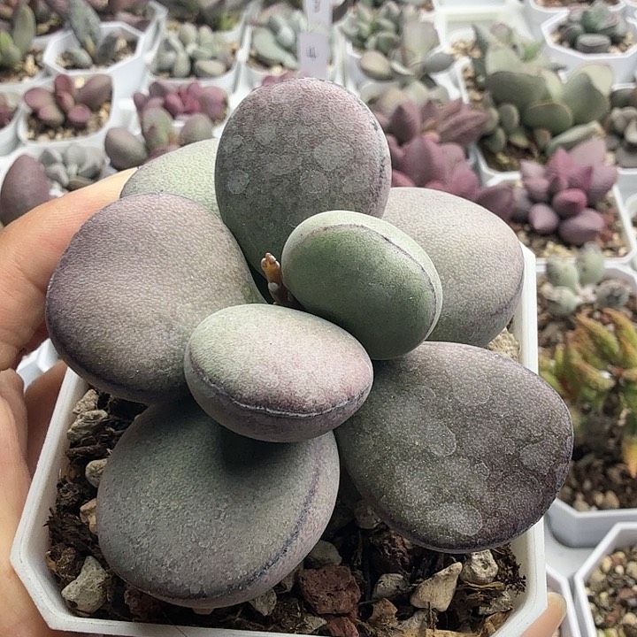 水泡植物球球紫蛋