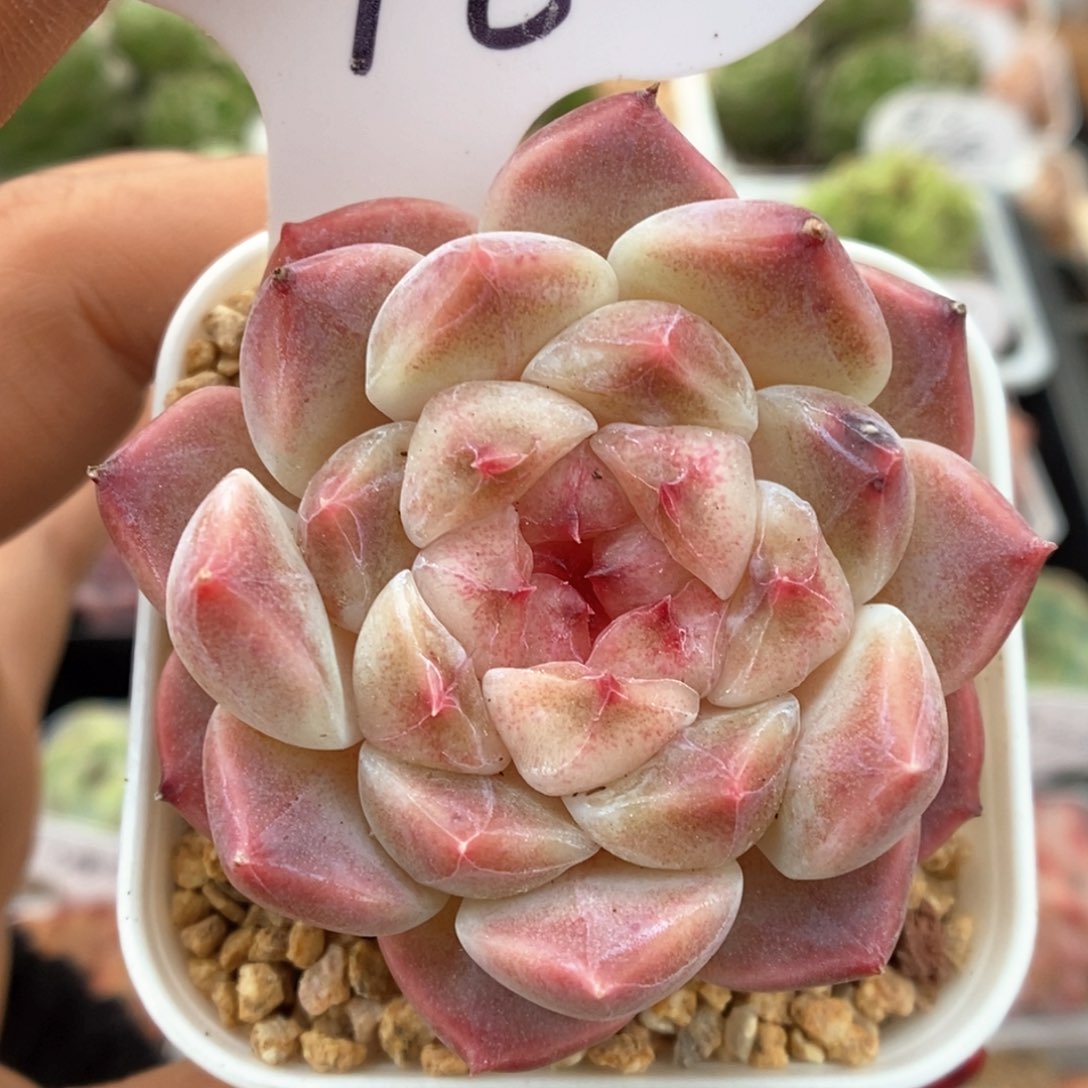 糖心冰魄可拍998号