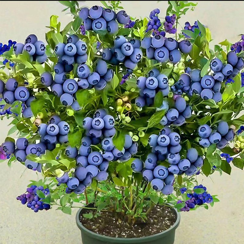 【LG2号 带花带果子】蓝高2号蓝莓盆栽地栽苗 南方北方全国适宜种植