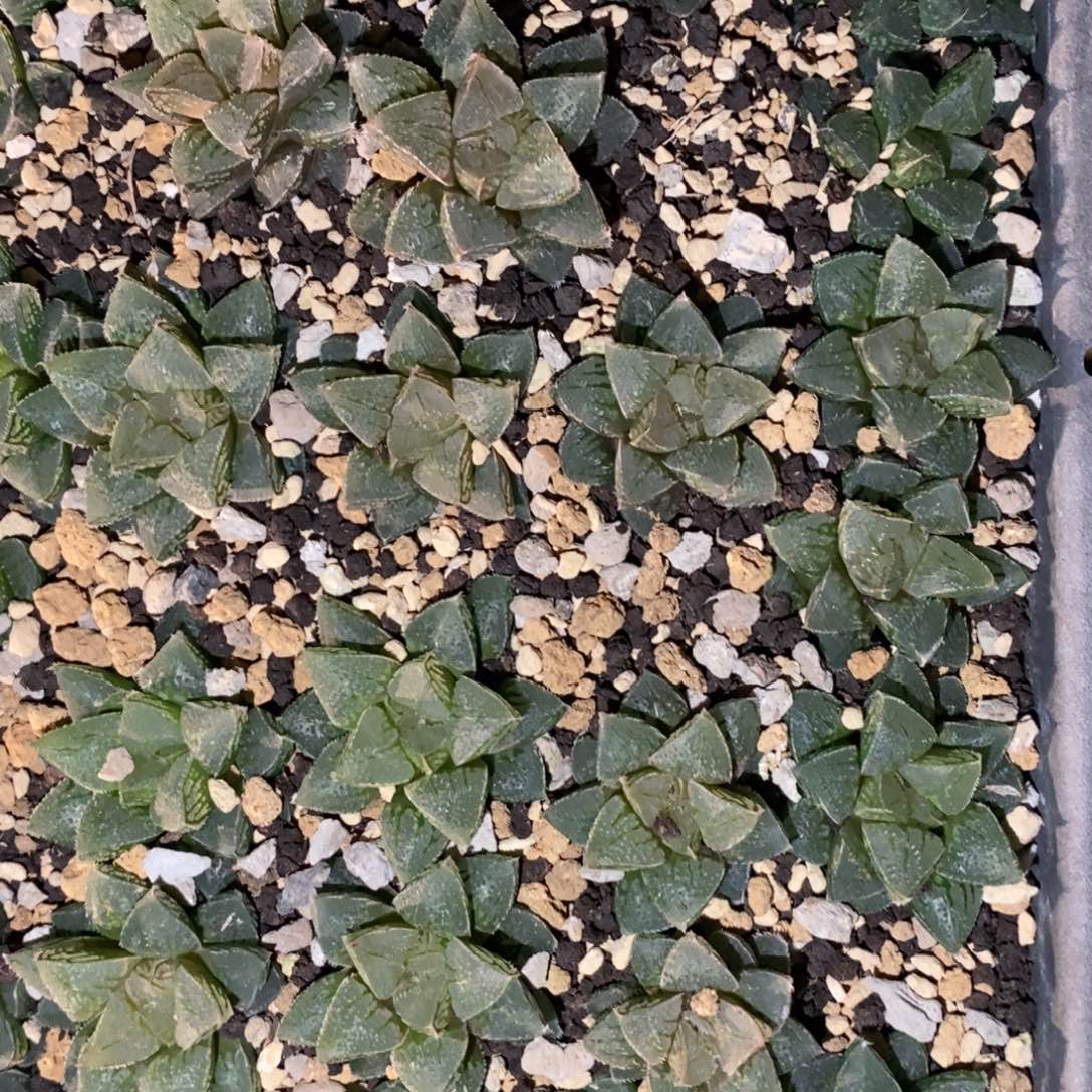 3014 一颗新冰砂糖 做手捧花首选 