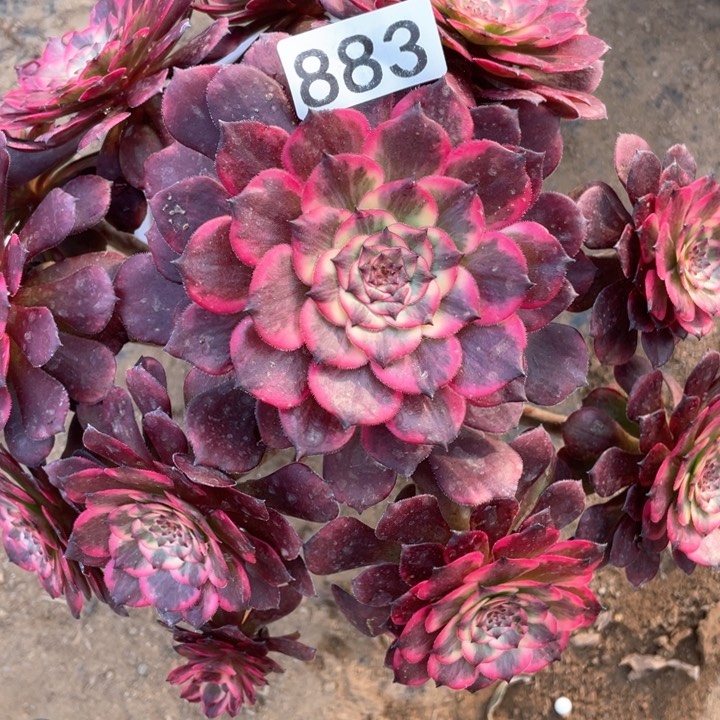 883多肉植物烟花