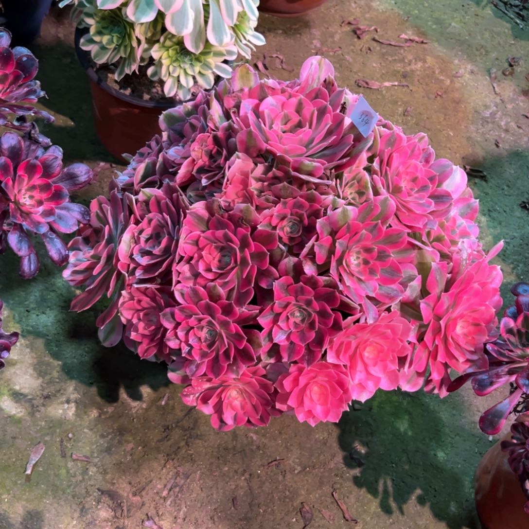 多肉植物女巫364