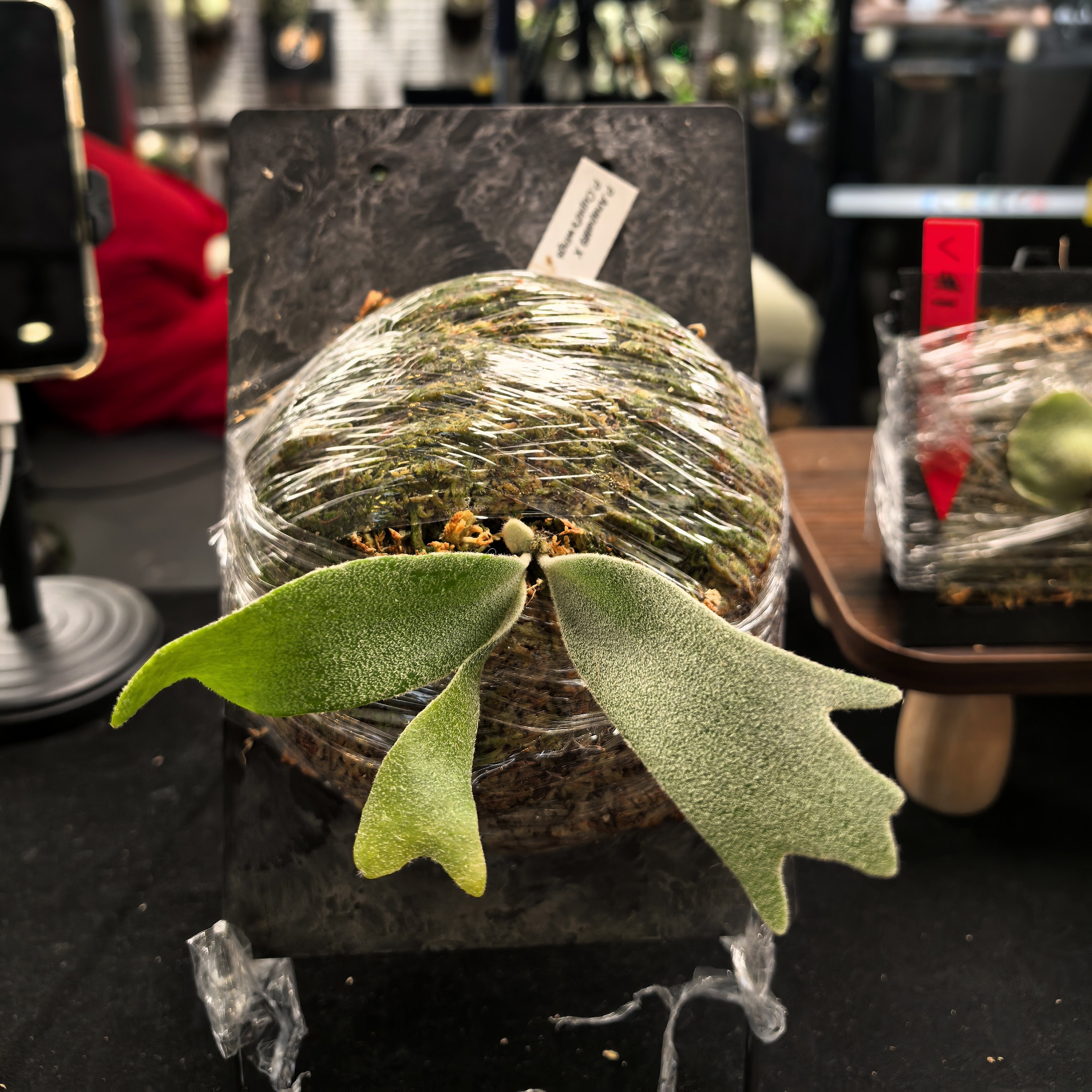 A9交丘比特 上板孢子苗