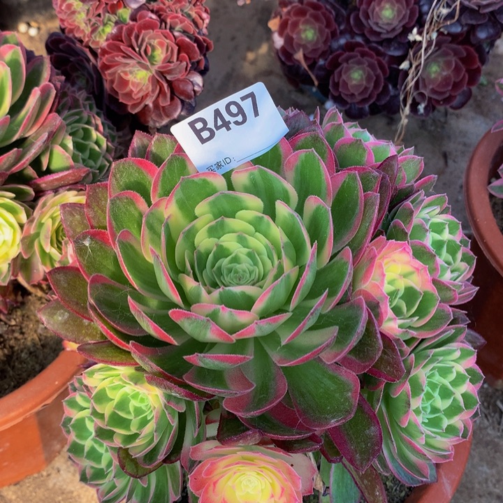 全部花朵497海王锦