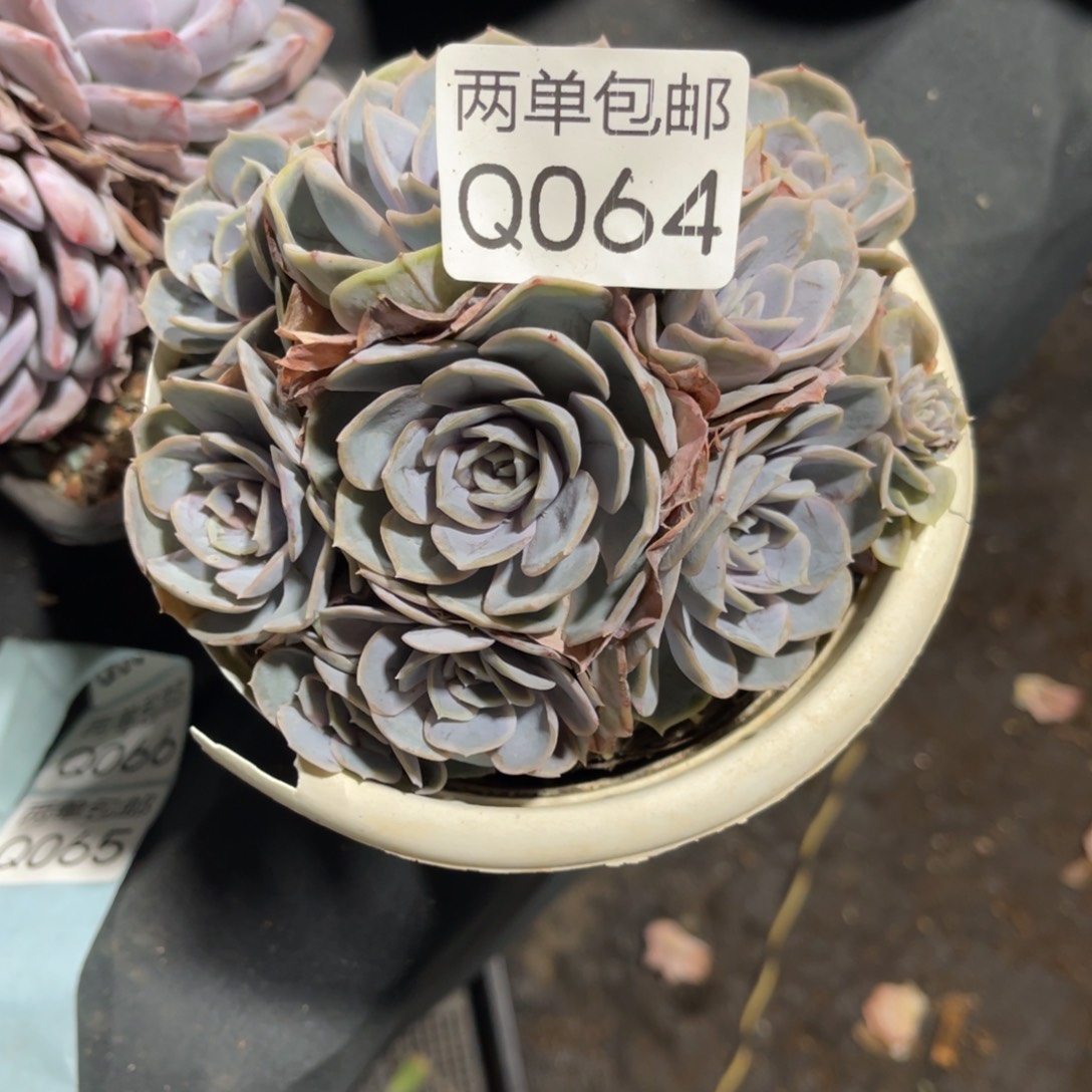 初***院老阿姨花卉一物一拍064