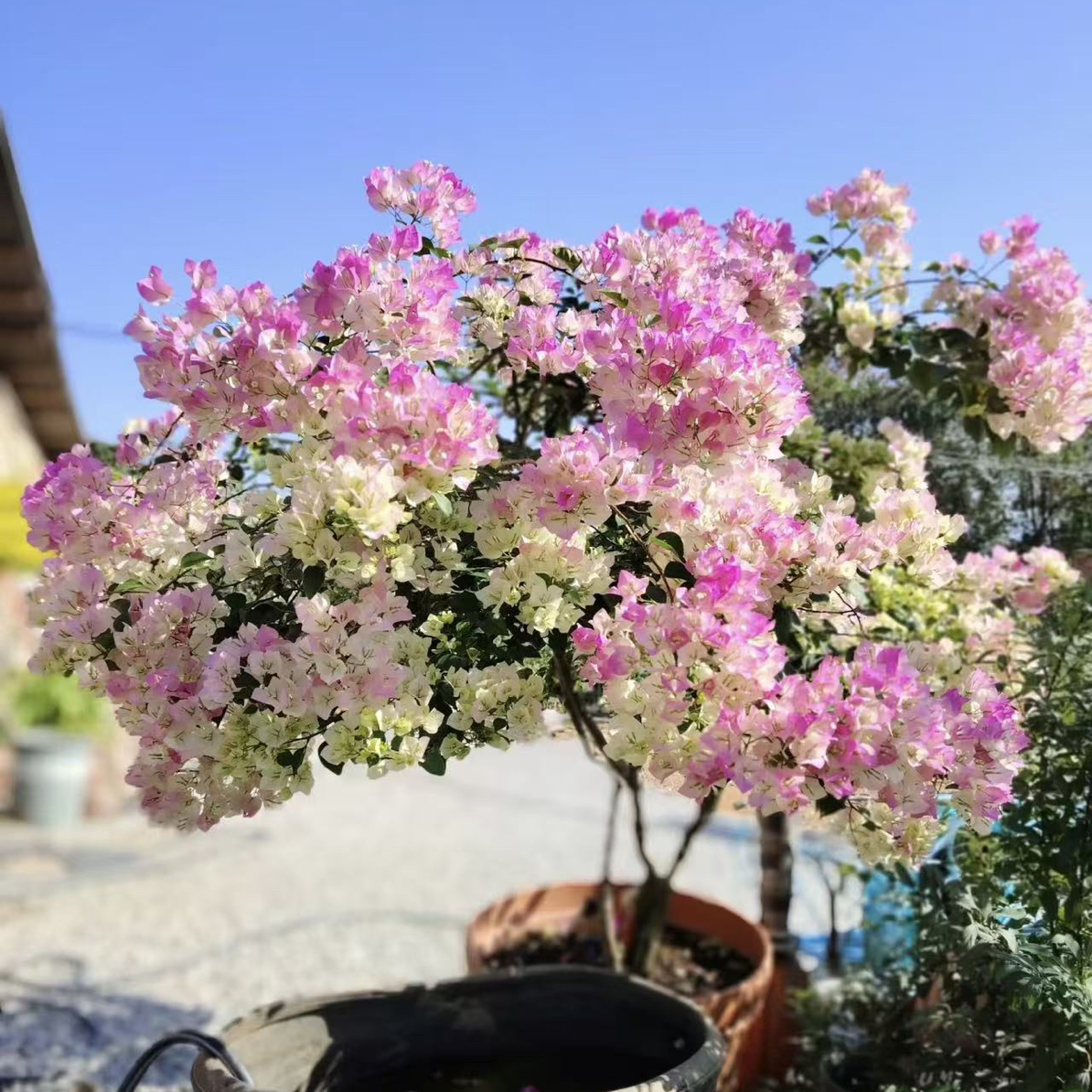绿樱三角梅石楠花绿叶转粉四季开花耐寒耐热盆栽适合庭院阳台妆容