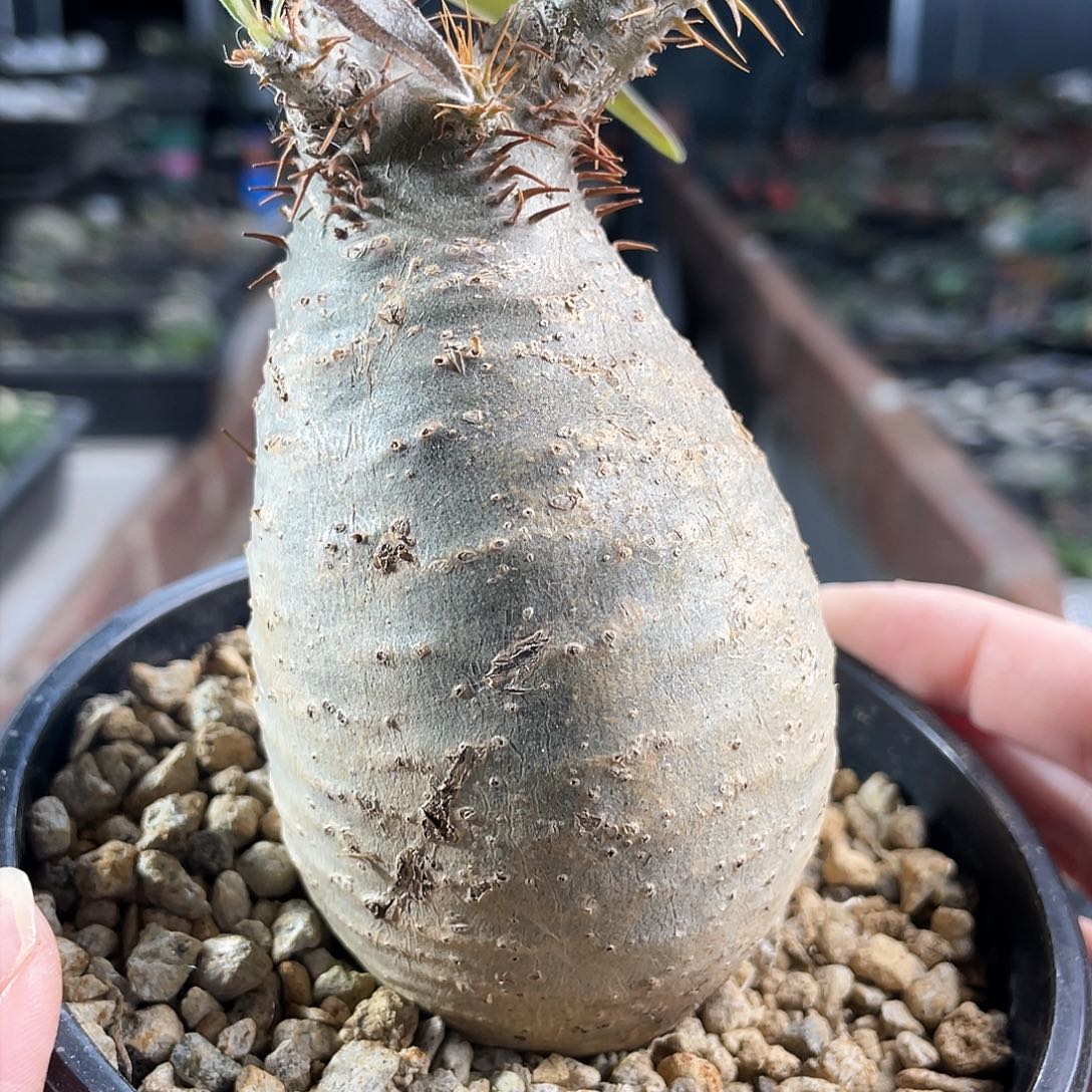 30日2号5.5cm熟桩老家宫