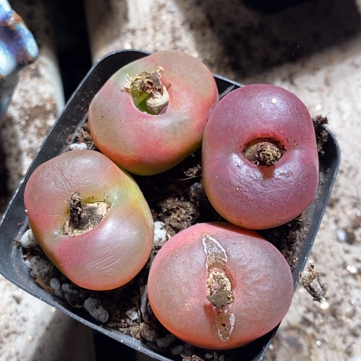 6-163有伤一组一组