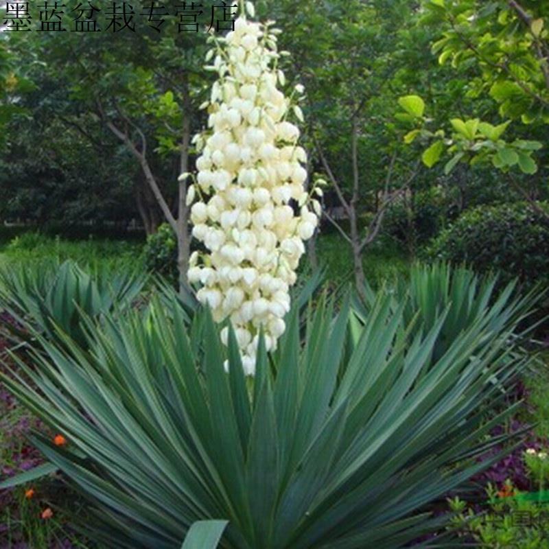 剑麻盆栽花镜植物庭院花园阳台别墅露台地载造景耐晒万年麻大绿植